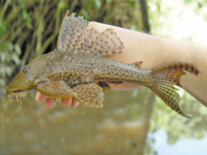 Hypostomus plecostomus