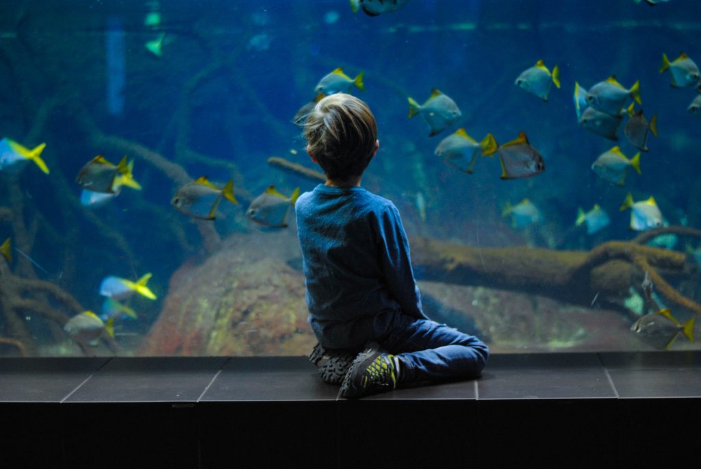 benessere psicofisico contemplazione acquario