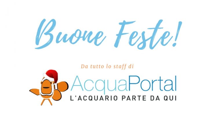 buone feste da acquaportal