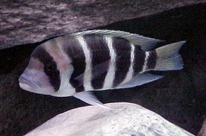 Cyphotilapia frontosa