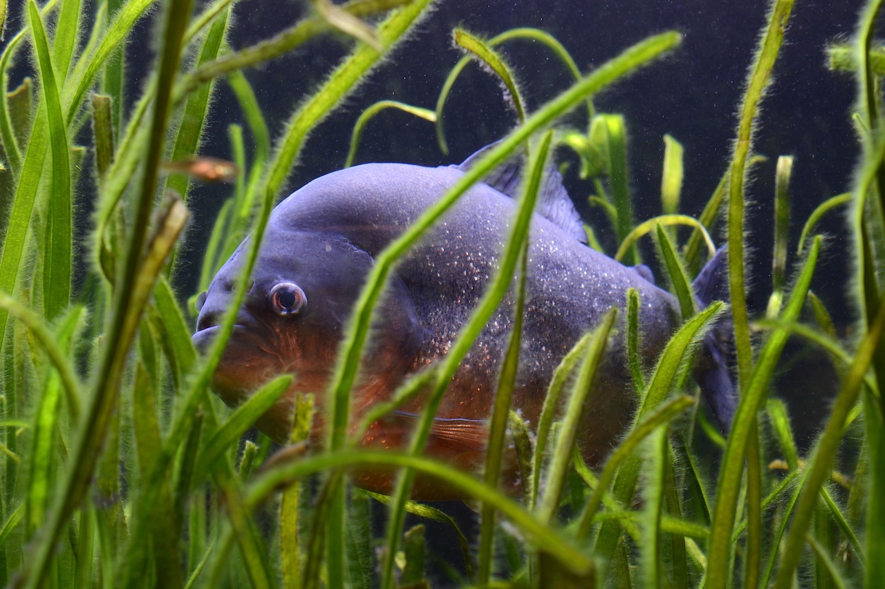 Pygocentrus nattereri piranha rosso