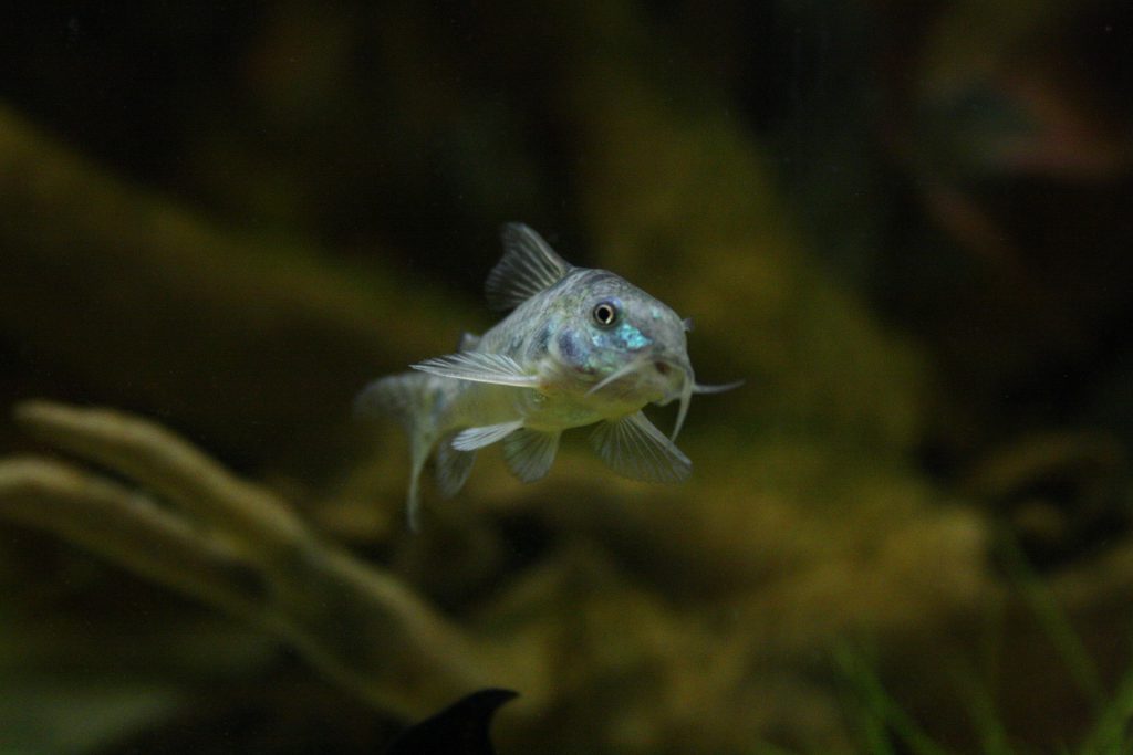 Corydoras, notare i lunghi barbigli