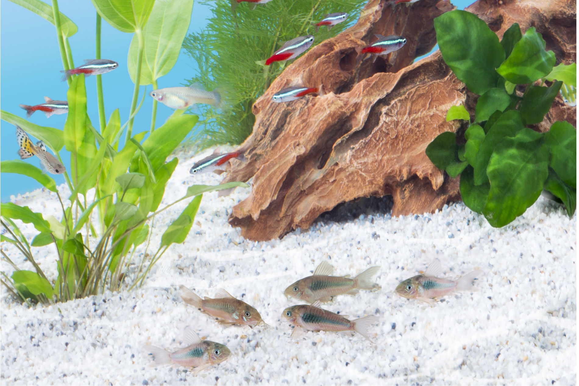 Creare un acquario di acqua dolce, tutoriali, guida, suggerimenti,  consigli, video sulla creazione di un acquario di acqua dolce