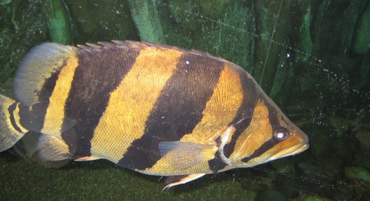 Datnioides microlepis