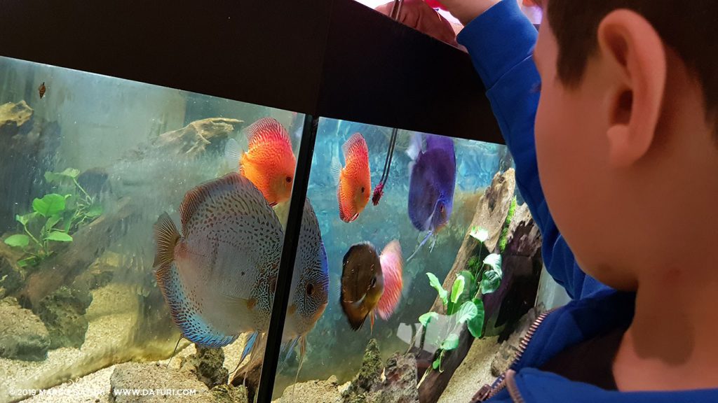 Avvicinare i bambini all'acquariofilia