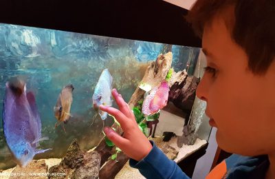 acquario bambini