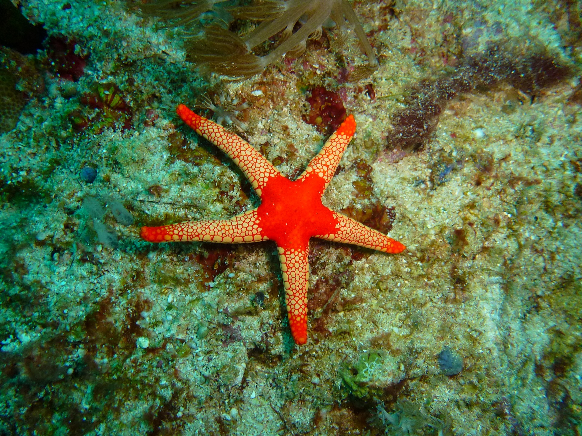 Plafoniera Led Fai Da Te Acquaportal : Le stelle marine acquaportal