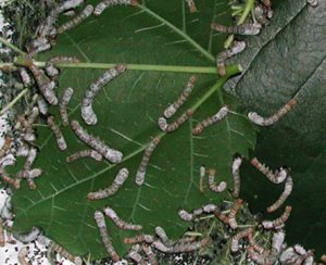 Bombyx mori / Bachi da seta