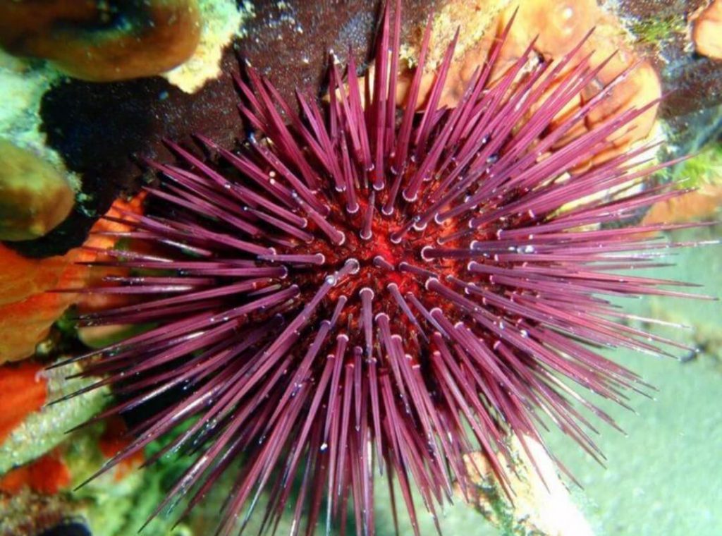 Paracentrotus Lividus
