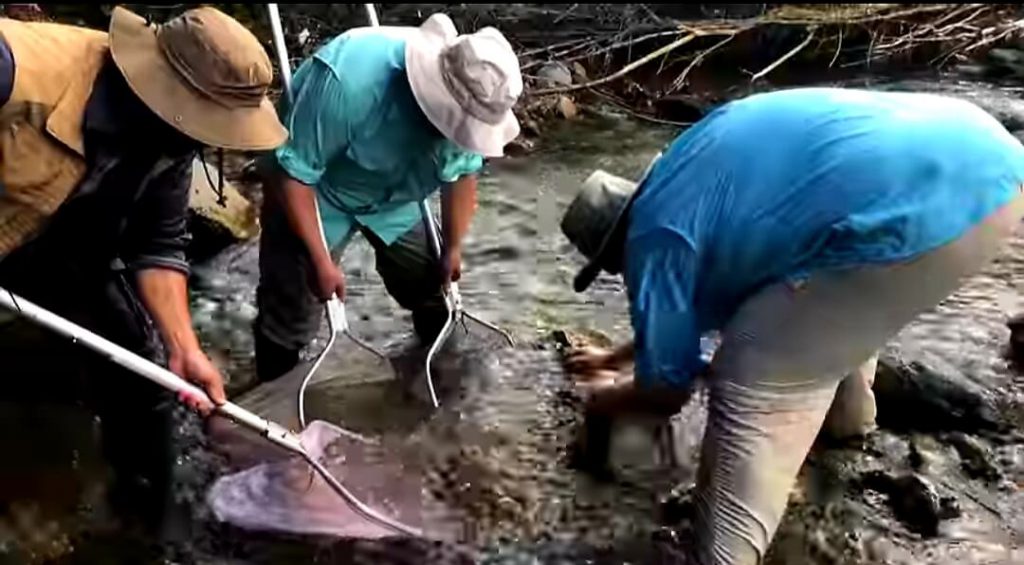 Cattura di pesci in natura