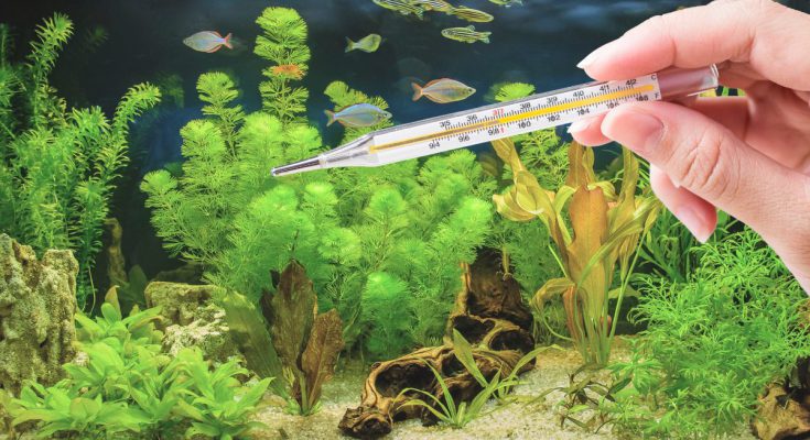 temperatura acqua alta acquario