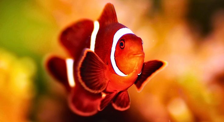 premnas pesce pagliaccio in acquario marino