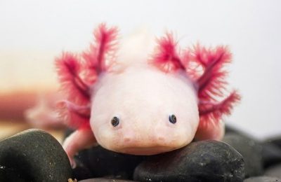 axolotl