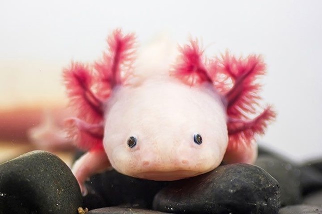 axolotl