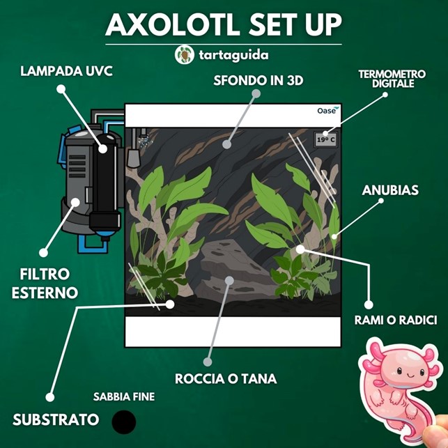 axolotl