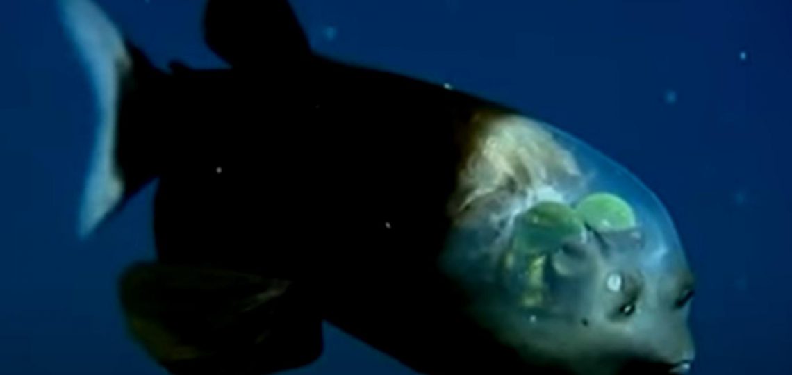 pesce testa trasparente