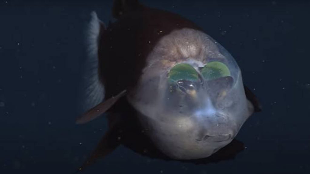 pesce testa trasparente