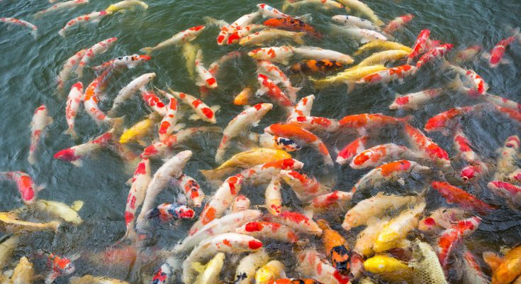 pesci rossi laghetto