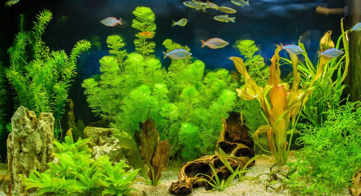piante in acquario acqua dolce