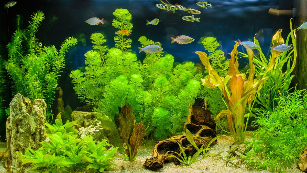 Sfondo Acquario Adesivo Statico Nero - PVC 2mm, 50x200 Cm - Facile Applicazione Senza Colla - Foto 9