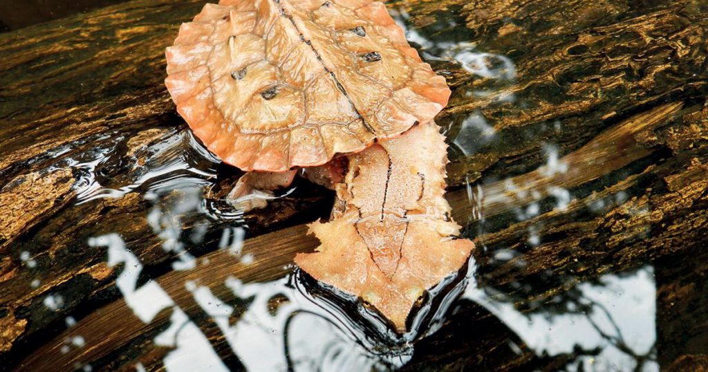 tartarughe d’acqua dolce