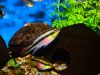 Pelvicachromis pulcher