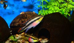 Pelvicachromis pulcher