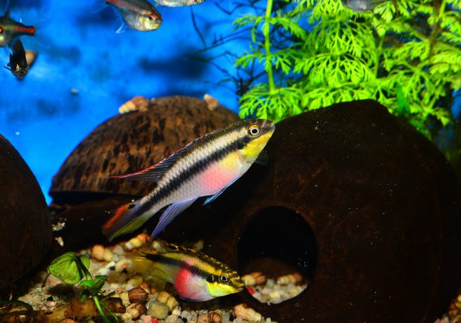 Pelvicachromis pulcher