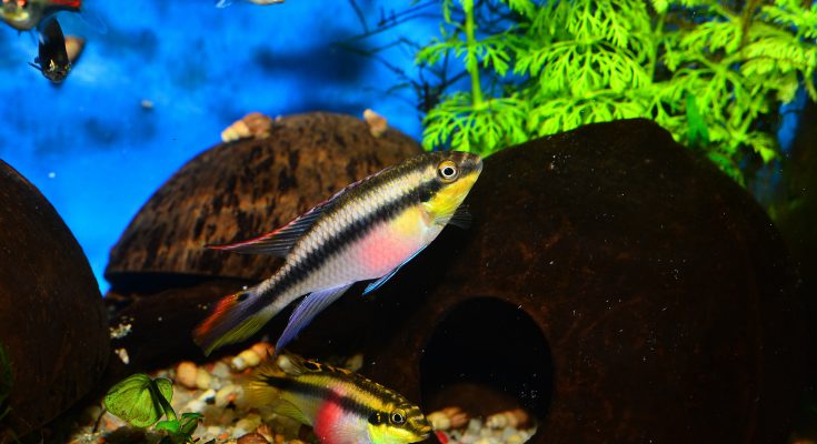 Pelvicachromis pulcher