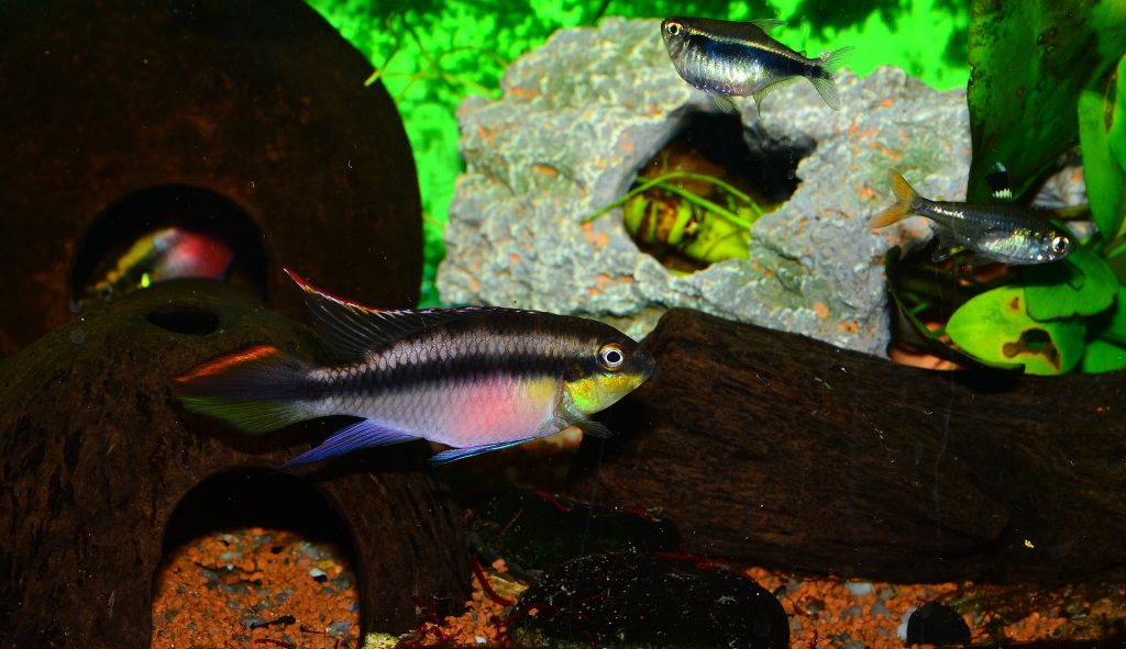 Maschio di Pelvicachromis pulcher