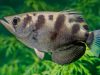pesce arciere caccia