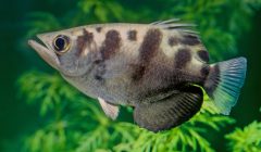 pesce arciere caccia