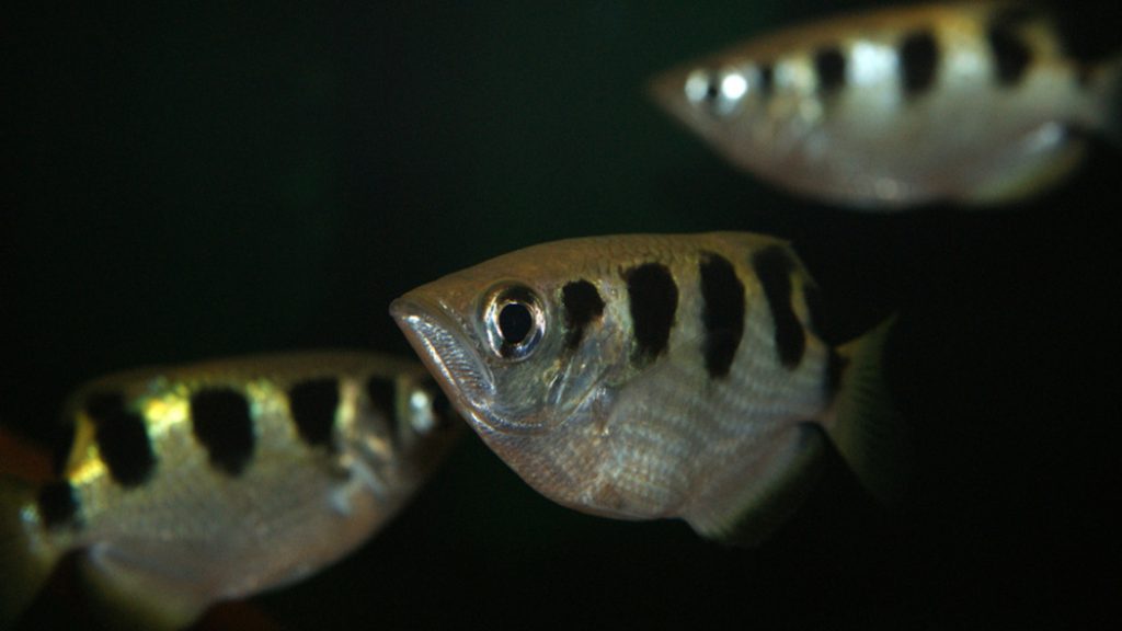 toxotes, pesce arciere a caccia con il getto d'acqua