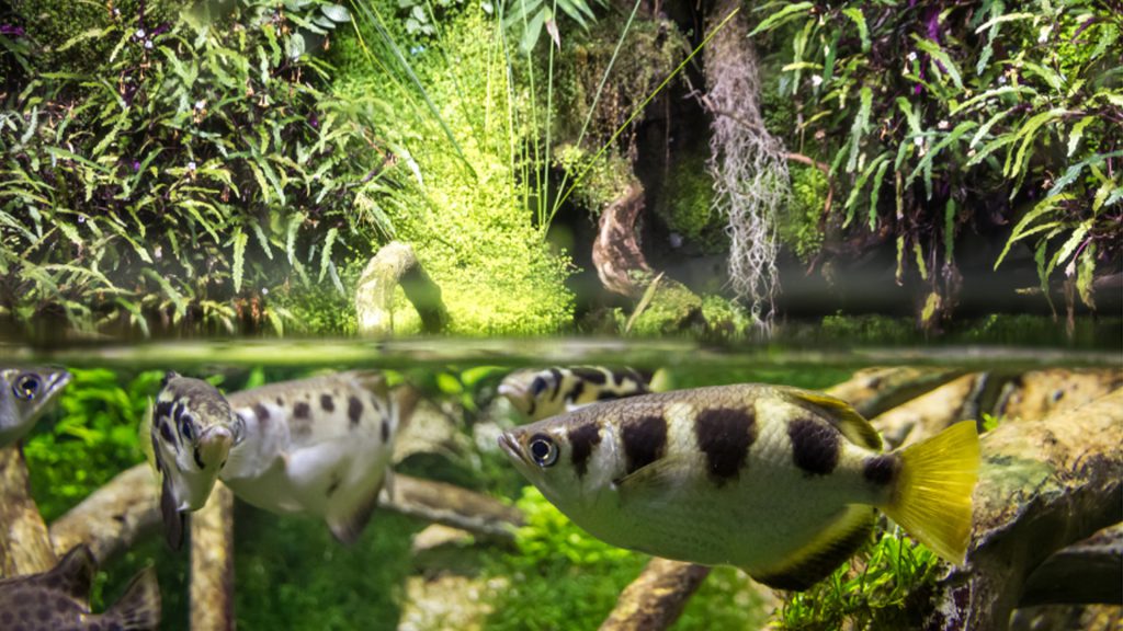 habitat del pesce arciere