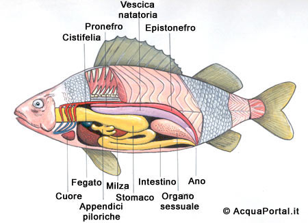 Anatomia dei pesci