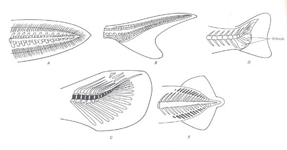 pinne caudali