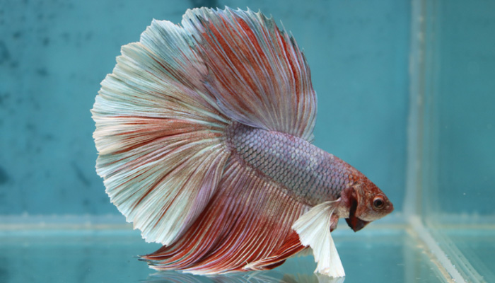 Betta Splendes in acquario