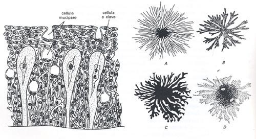 cellule dei pigmenti di un pesce