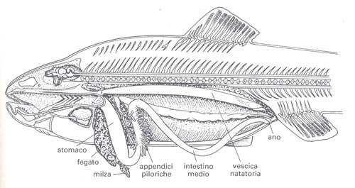 l'apparato digerente dei pesci