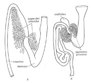 l'apparato digerente dei pesci