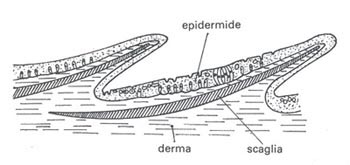 epidermide dei pesci
