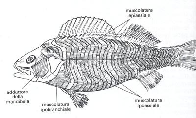 la muscolatura di un pesce