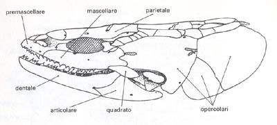 ossa della testa dei pesci