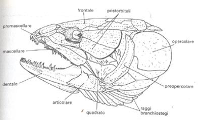 struttura ossea della testa dei pesci
