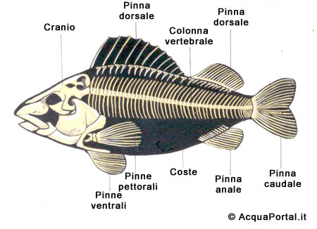 schema osseo di un pesce