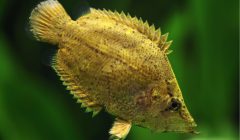 Pesce foglia in acquario dolce