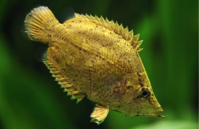 Pesce foglia in acquario dolce