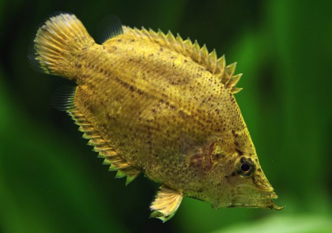Pesce foglia in acquario dolce
