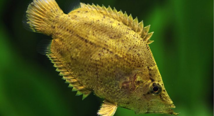 Pesce foglia in acquario dolce