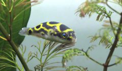 Pesce palla in acquario
